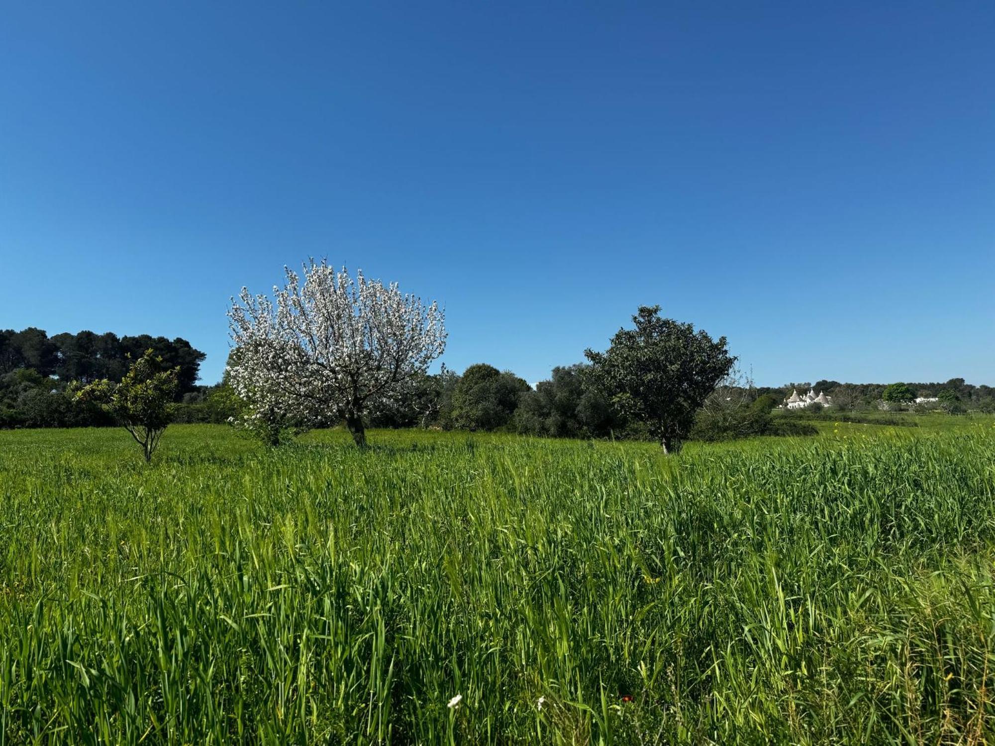Вилла Trulli Del Sole Мартина-Франка Экстерьер фото